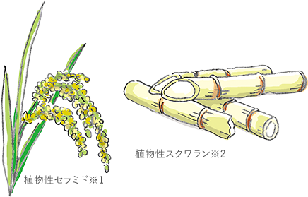 植物性セラミド※1 植物性スクワラン※2