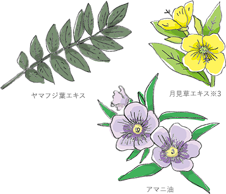 ヤマフジ葉エキス 月見草エキス※3 アマニ油
