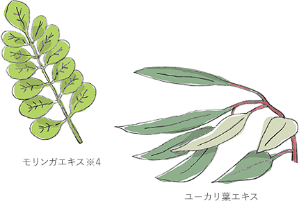 モリンガエキス※4 ユーカリ葉エキス